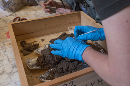 A student works to excavate the remains of a tortoise.