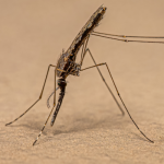 A photo of a mosquito biting into skin.