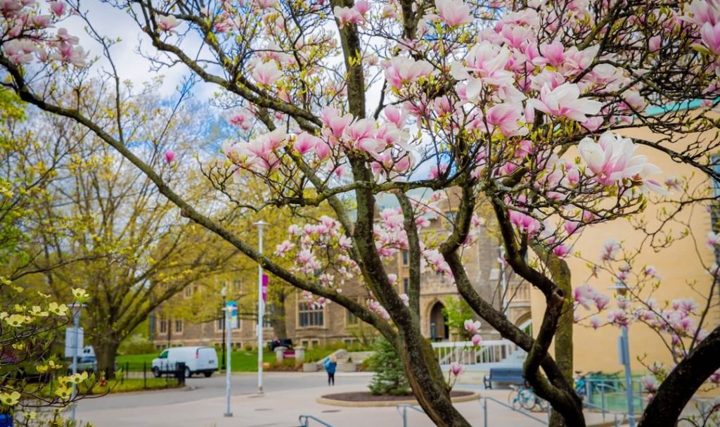 Magnolia tree outside McMaster University Student Centre MUSC