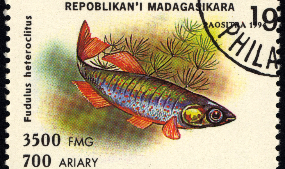 A stamp from Madagascar showing a mummichog fish.