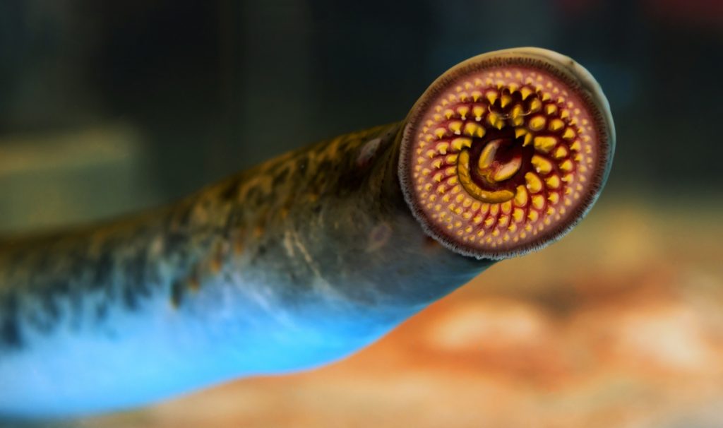 Close-up of a strange circular worm face with teeth ... I guess it's a vampire fish