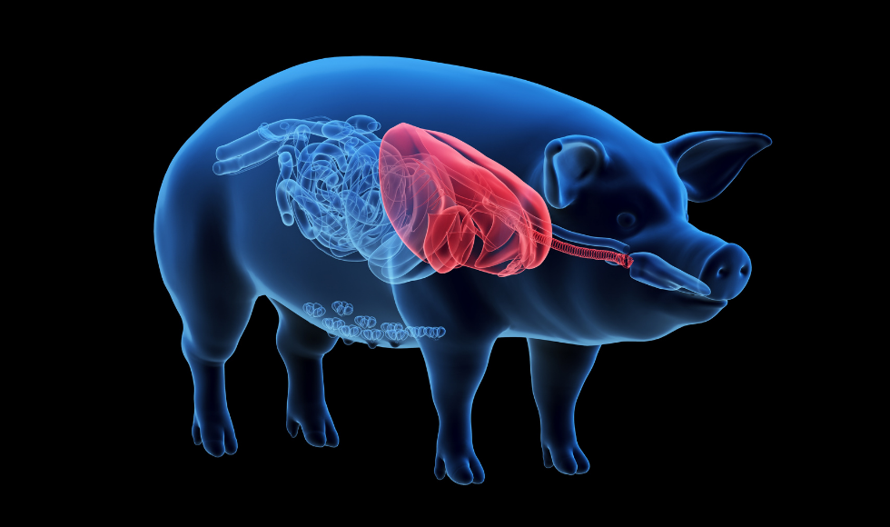 Illustration of a transparent pig with its heart illuminated