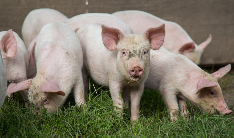 Several pigs grazing in a field