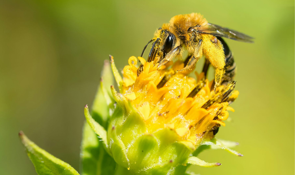 Close-up of a bee on a flower.