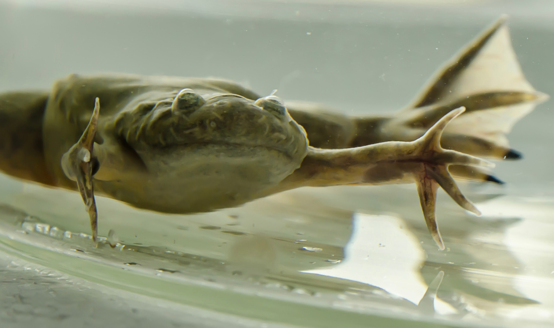 An adult African Clawed Frog, seen at eye level.